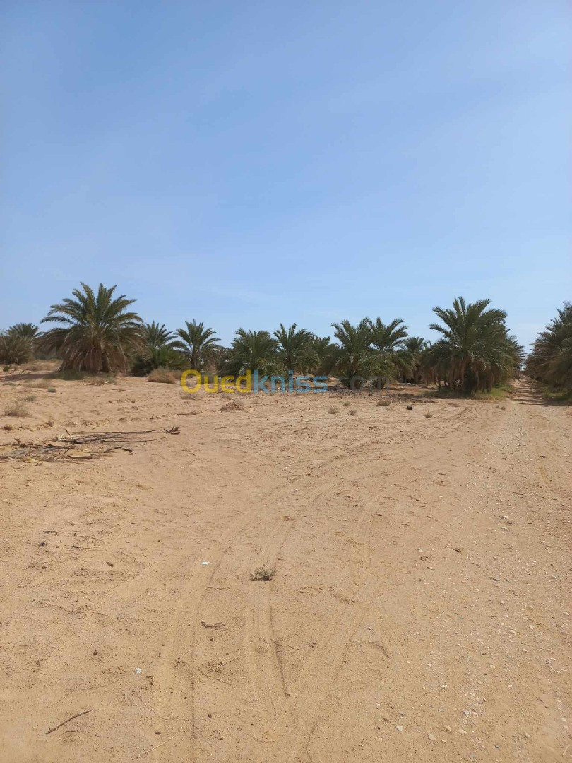 Vente Terrain Agricole Biskra Sidi okba