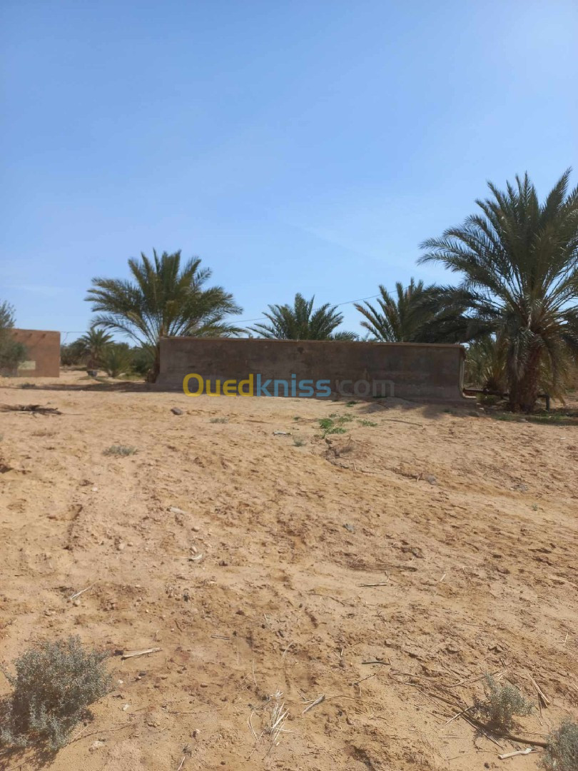 Vente Terrain Agricole Biskra Sidi okba