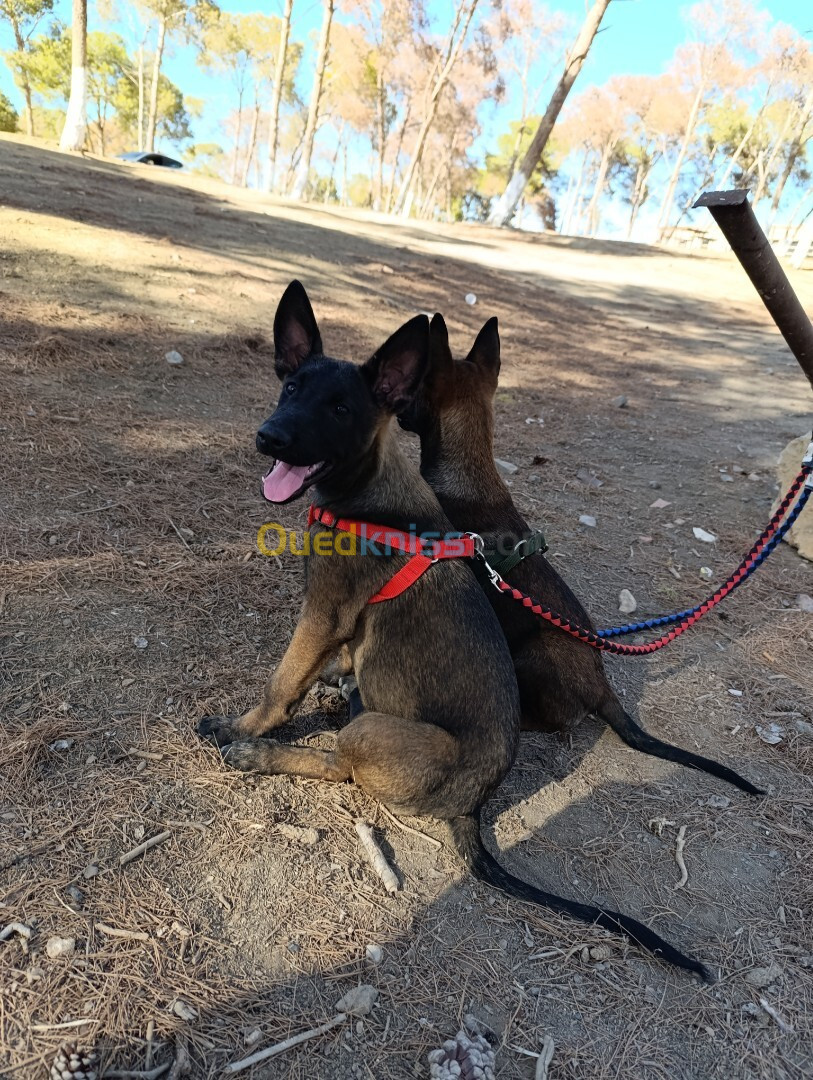 Chien malinois âge de 03 mois 