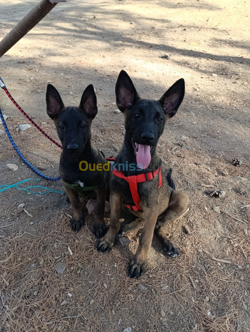 Chien malinois âge de 03 mois 