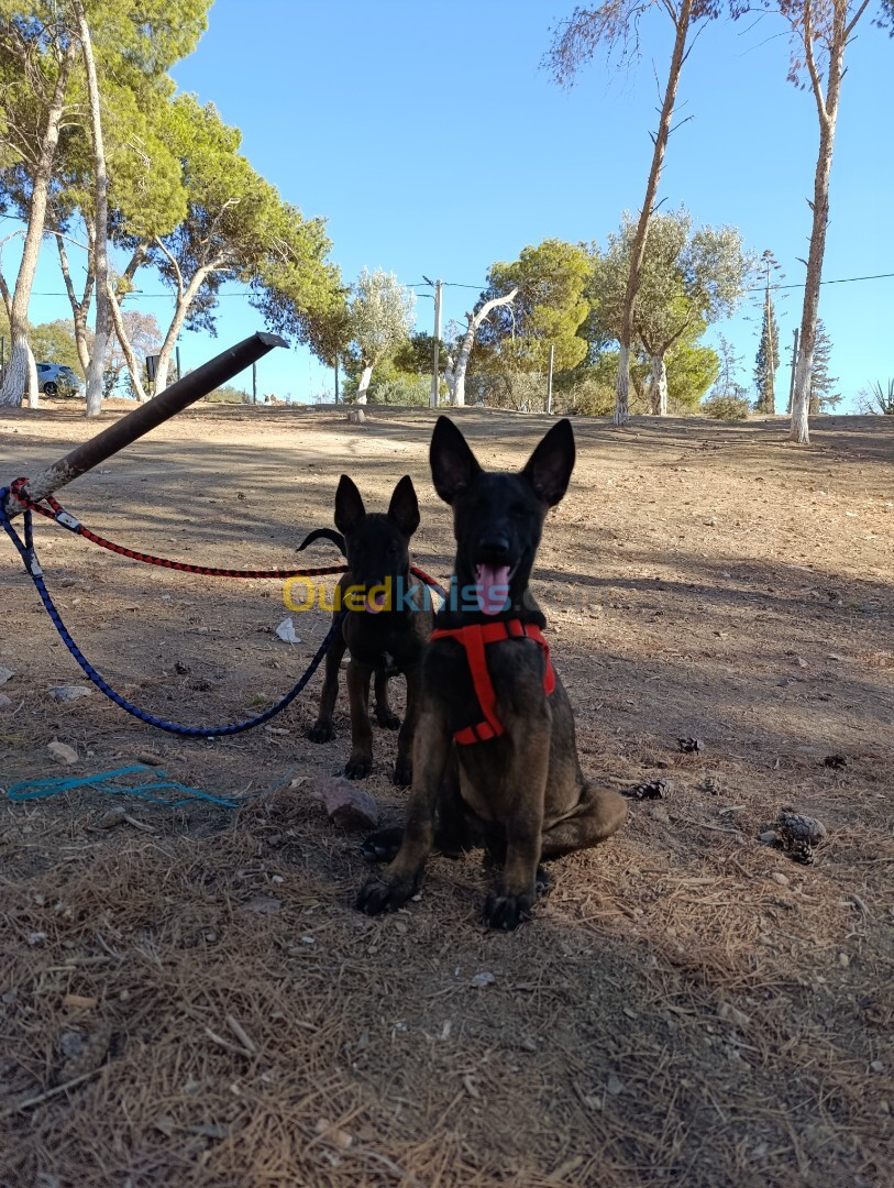 Chien malinois âge de 03 mois 