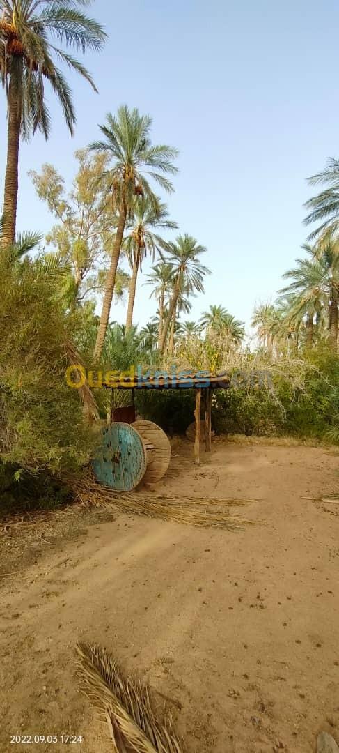 Vente Terrain Agricole Biskra Chetma