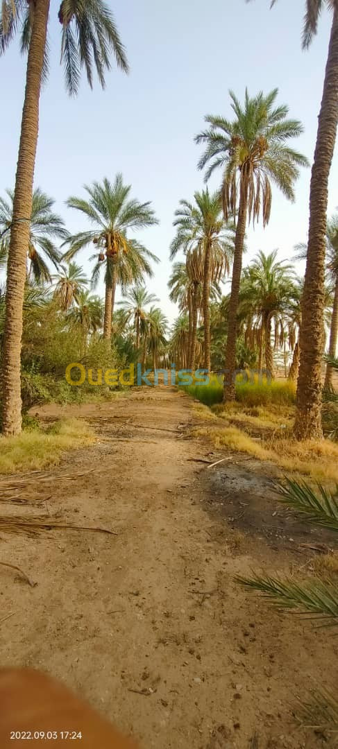 Vente Terrain Agricole Biskra Chetma