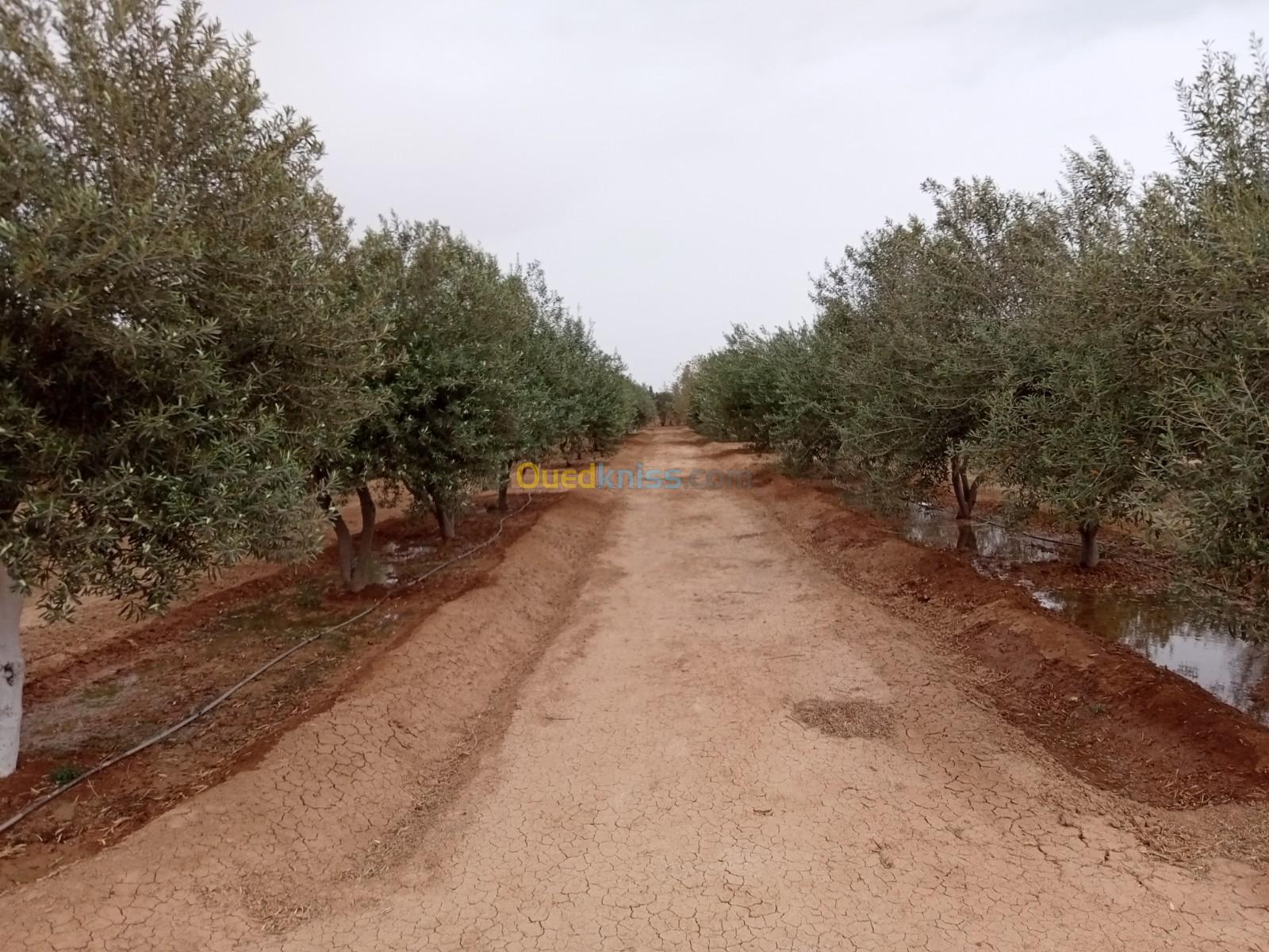 Vente Terrain Biskra El outaya