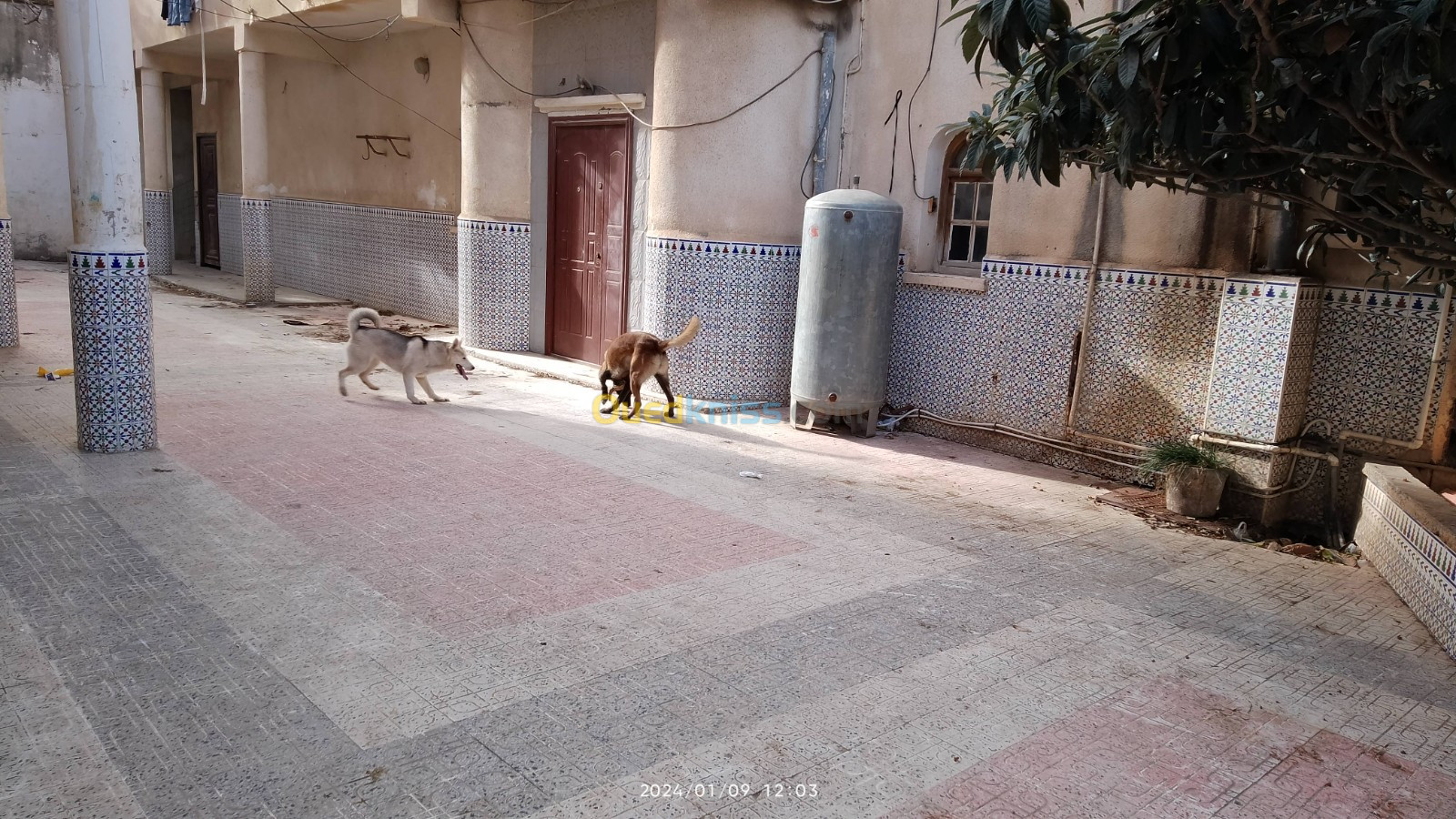 Chienne husky et malinois 