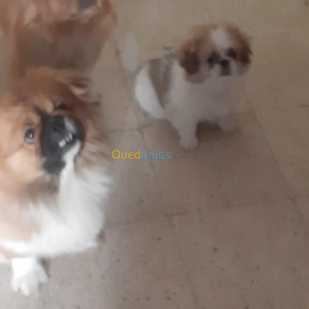 Chiot Pekinois pure race