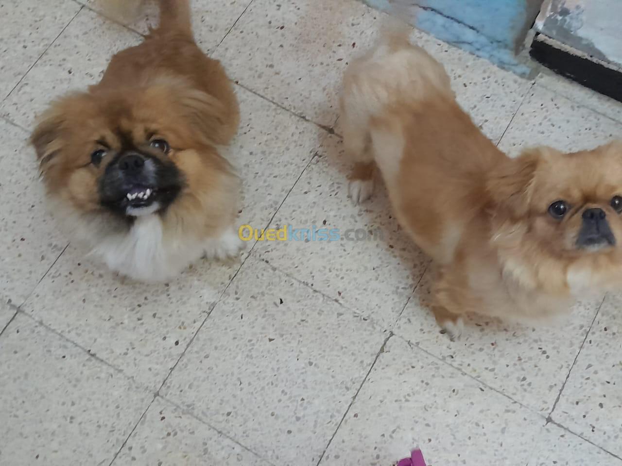 Magnifiques chiots pekinois 