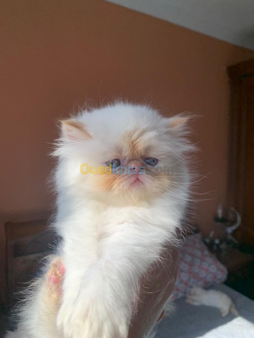 Chat persan Himalaya pure race de très bon prix Mâle et femelle 