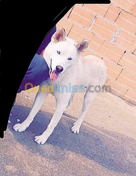 Husky Bulgari Blancs & yeux bleus