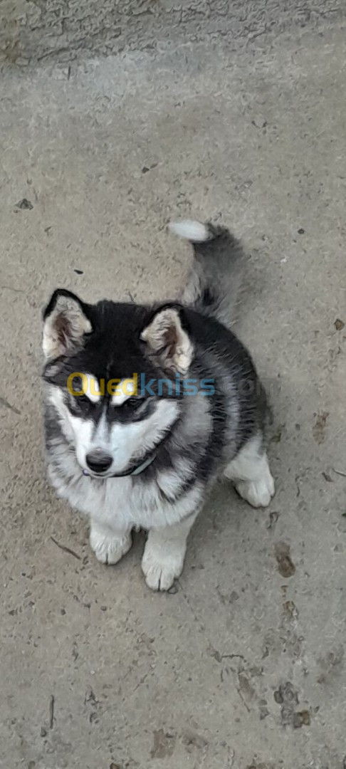 Femelle Husky 3 Mois نبدل بتيليفون