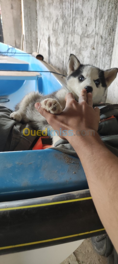 Chiot husky