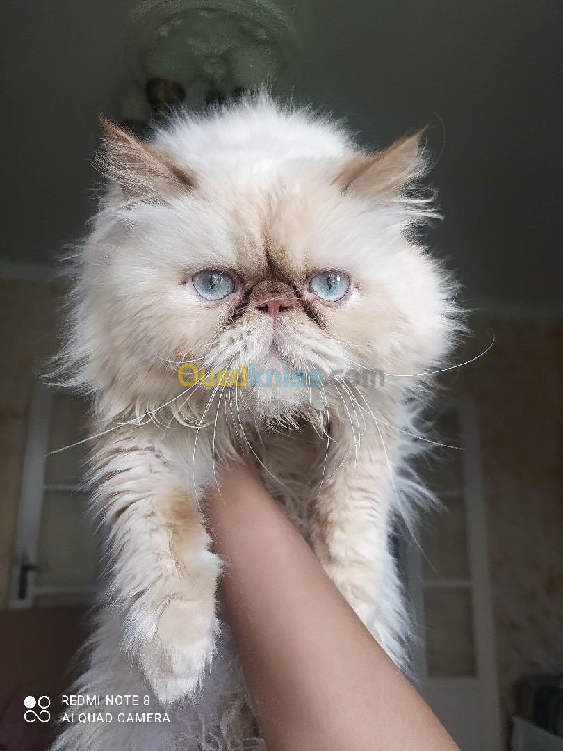 Persan himalaya peke face pure race 