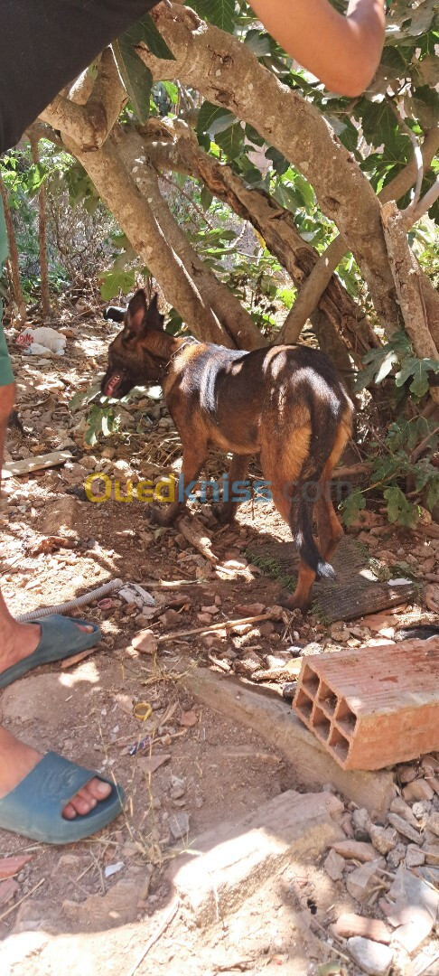 chien allemand femelle 