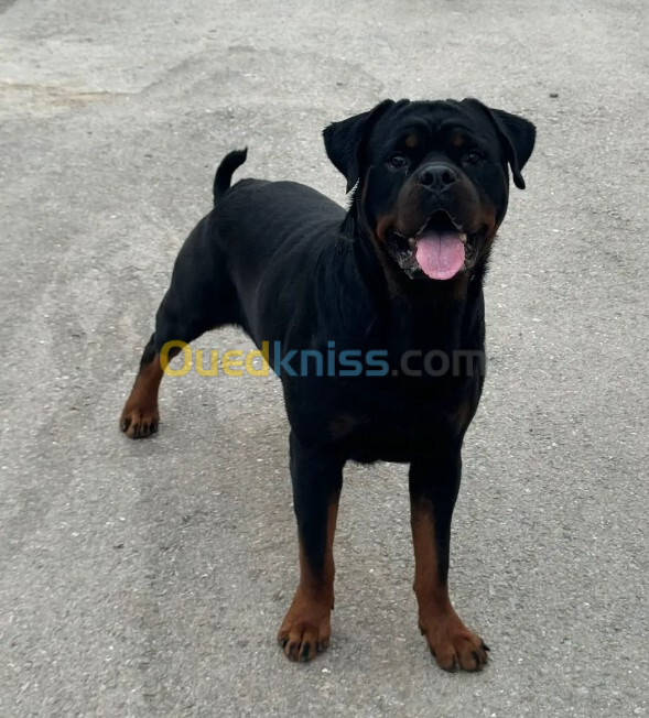 Chien rottwieller serbia