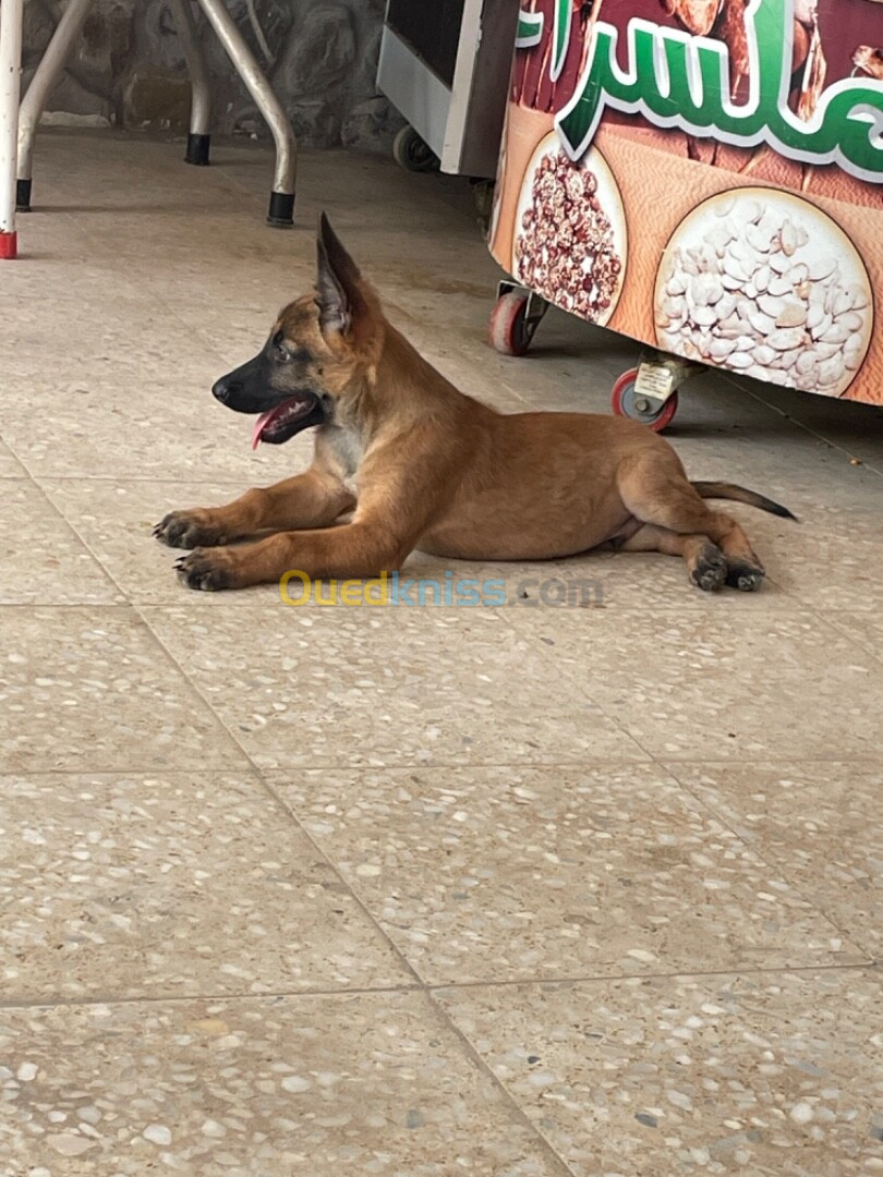 Chien malinois pure race