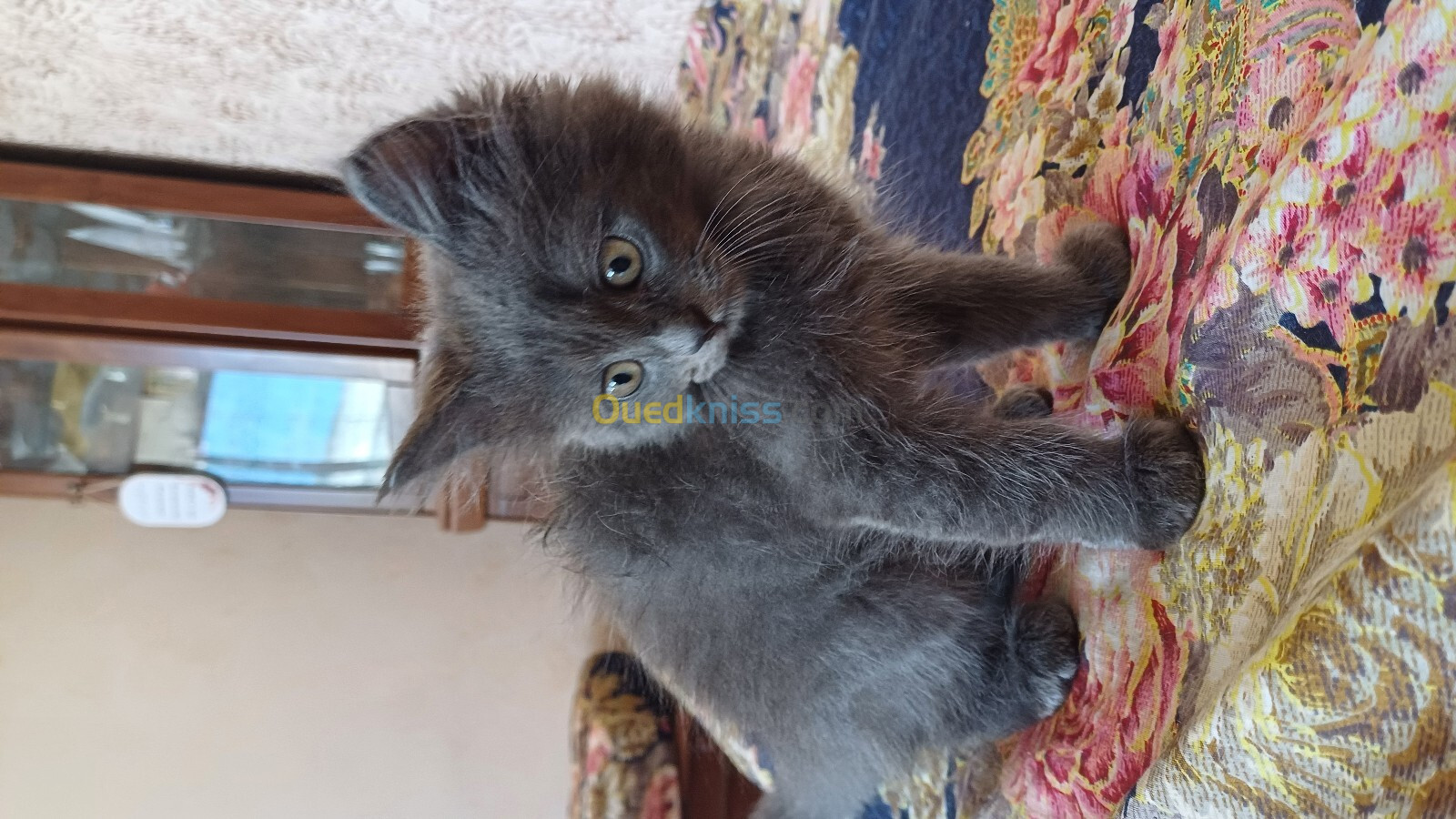 Chat angora cherazi gris