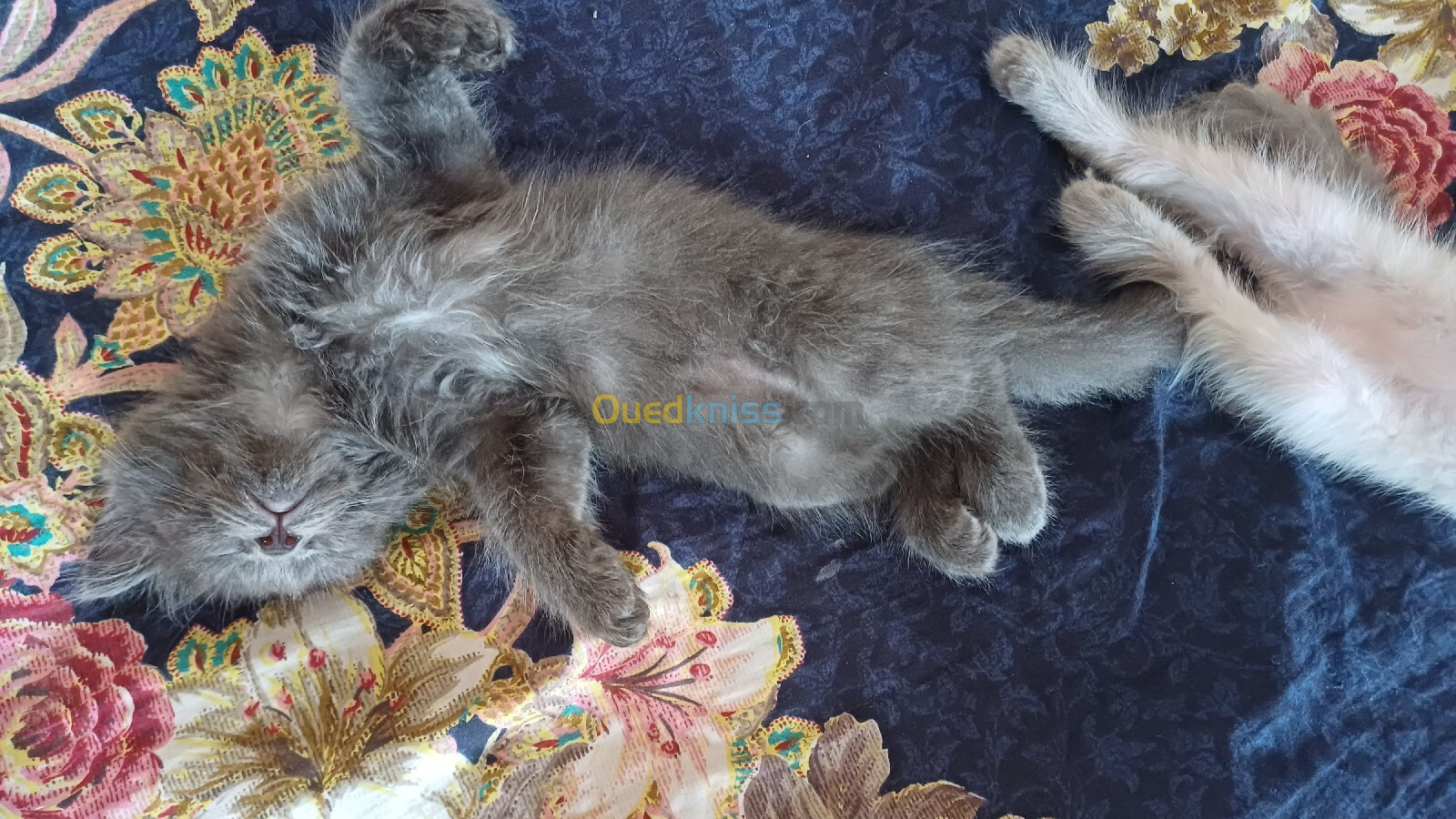 Chat angora cherazi gris