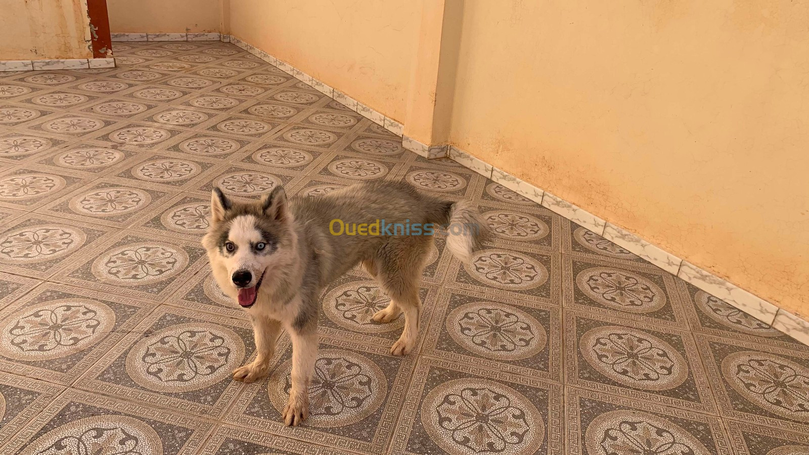 a vendre chien husky 