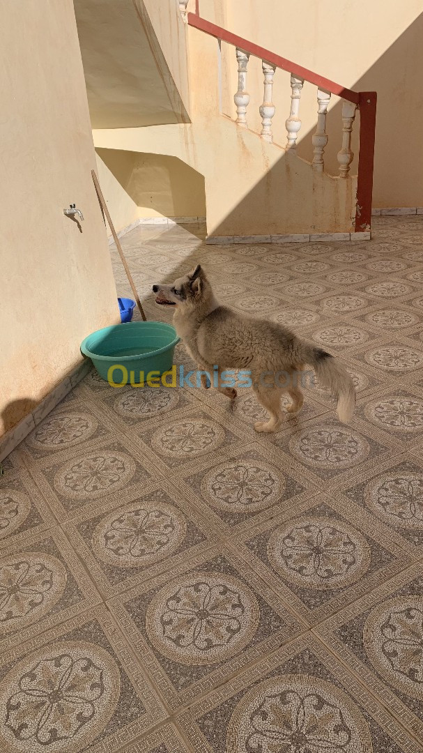 a vendre chien husky 