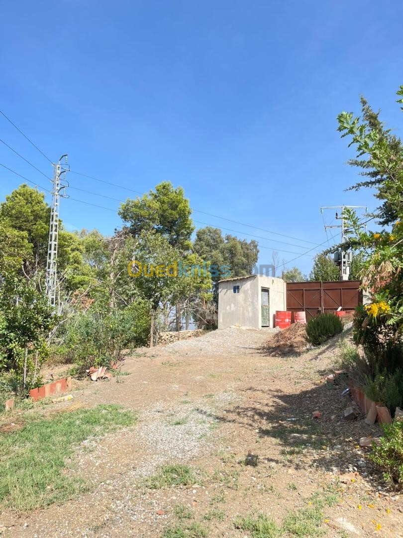 Vente Terrain Blida Blida