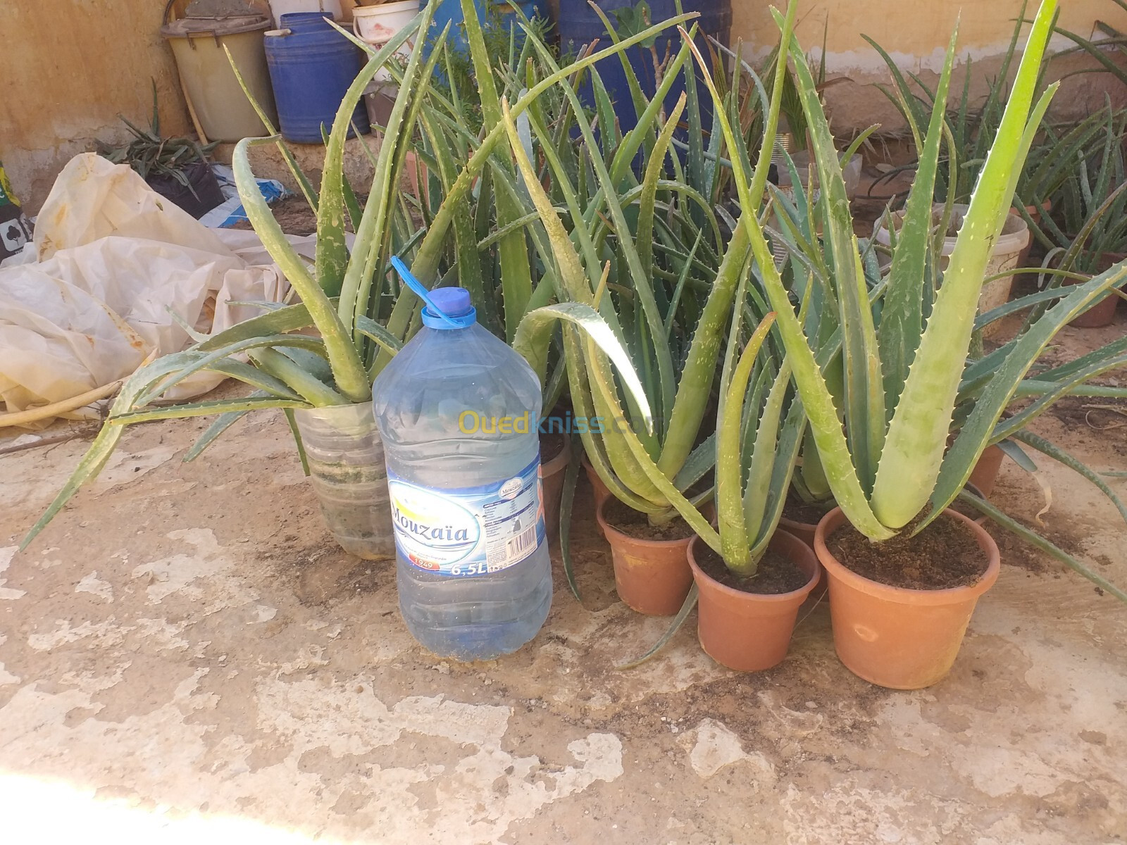 Plant  Aloe vera   barbadensis