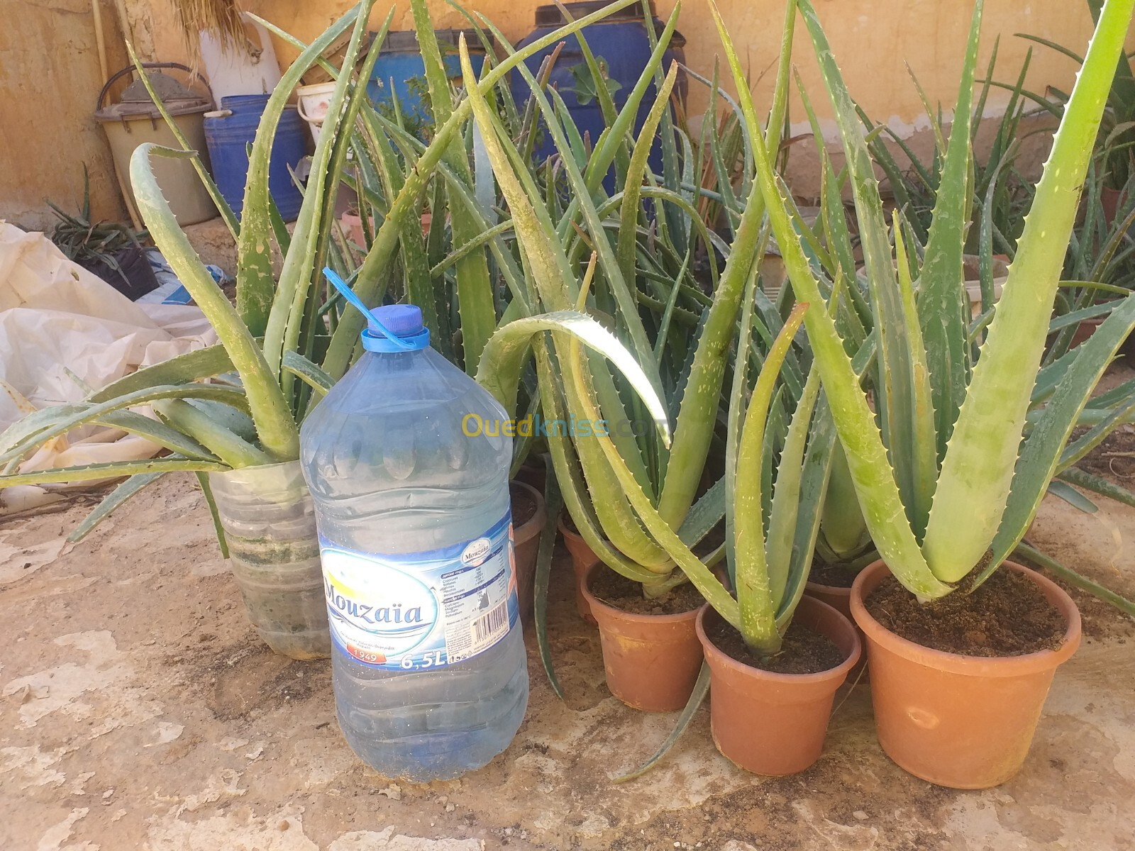 Plant  Aloe vera   barbadensis