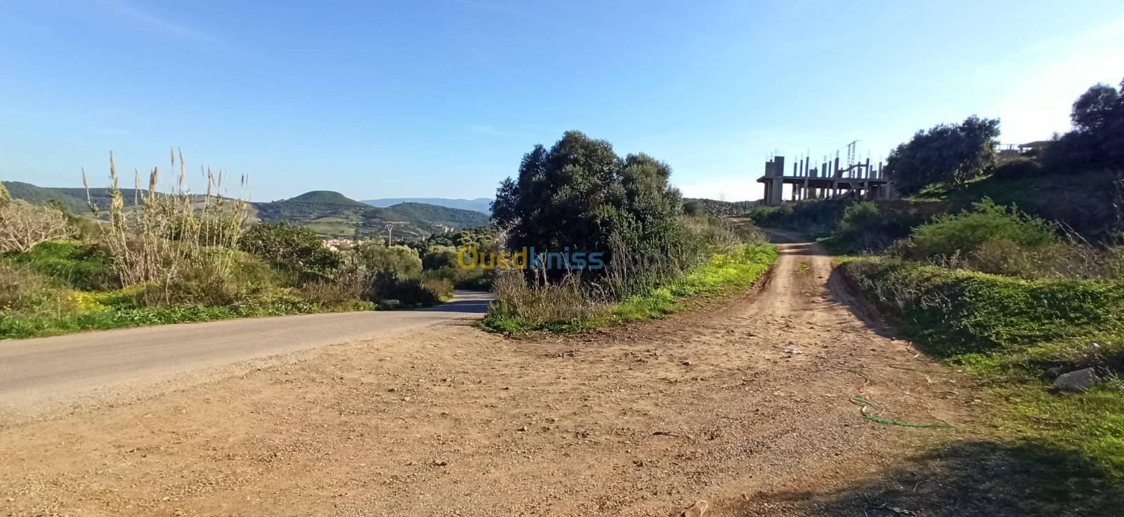 Vente Terrain Tipaza Sidi amar Tipaza Algérie