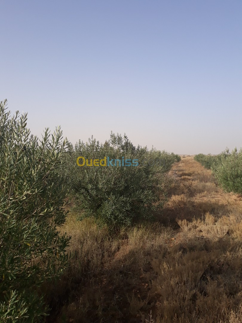 Vente Terrain Agricole Djelfa Ain oussara