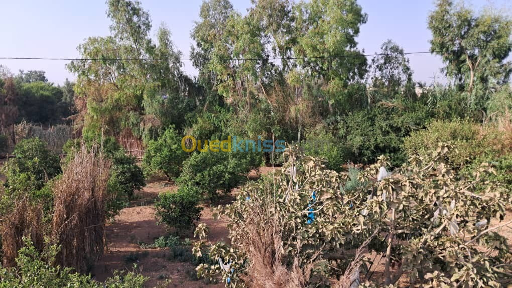 Vente Terrain Mostaganem Ouled el kheir