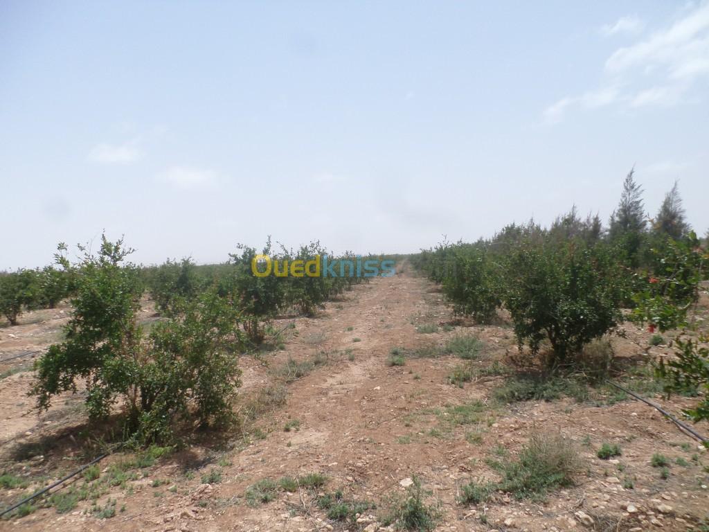 Vente Terrain Djelfa Hassi bahbah