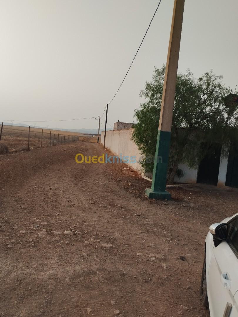 Vente Terrain Sidi bel abbes Zerouala