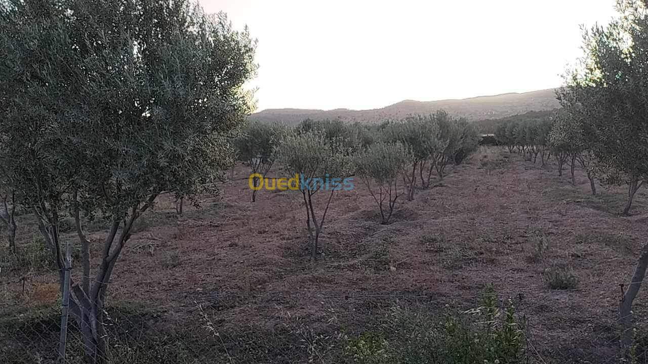 Vente Terrain Agricole Batna Zanat el beida