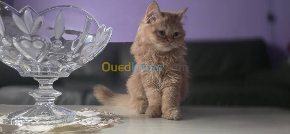 Vente un chat persan (femelle)