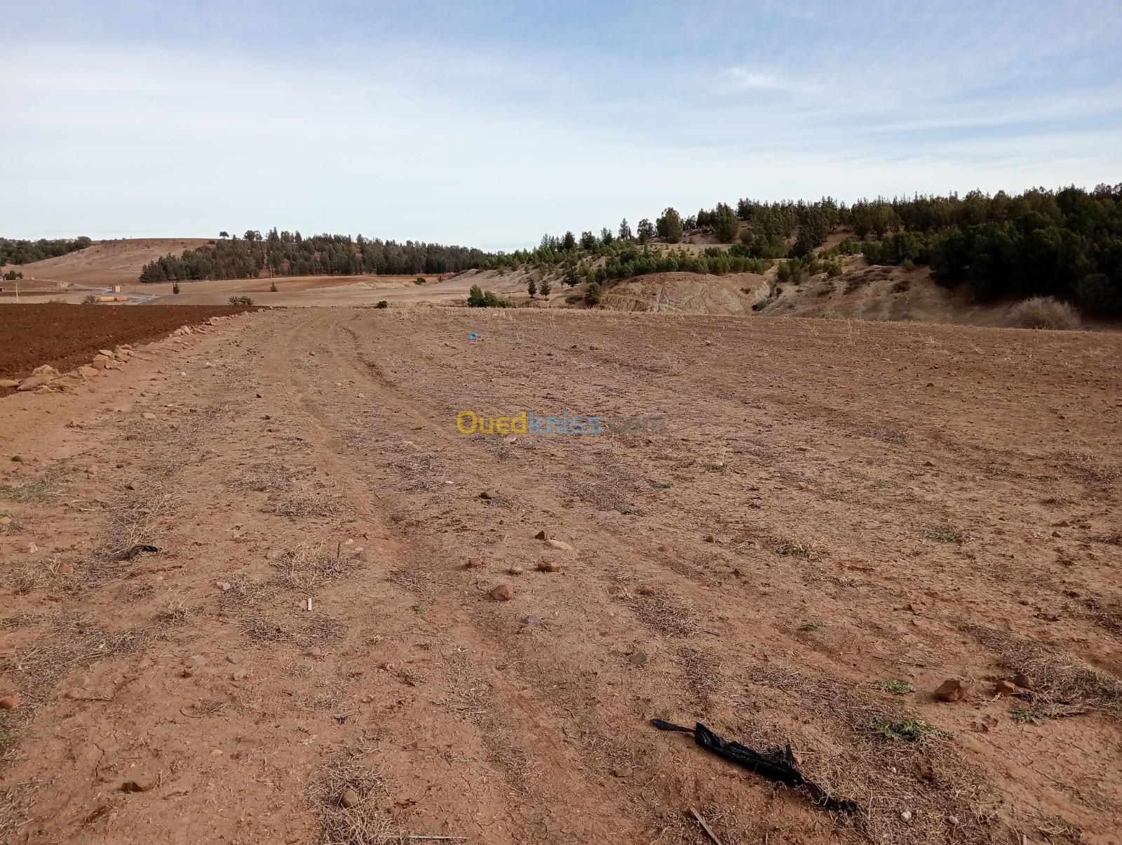 Vente Terrain Agricole Médéa Beni slimane