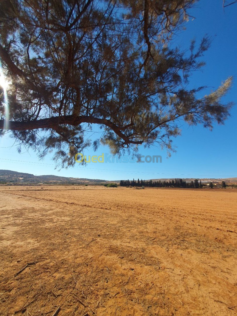 Vente Terrain Agricole Mostaganem Ain nouissi