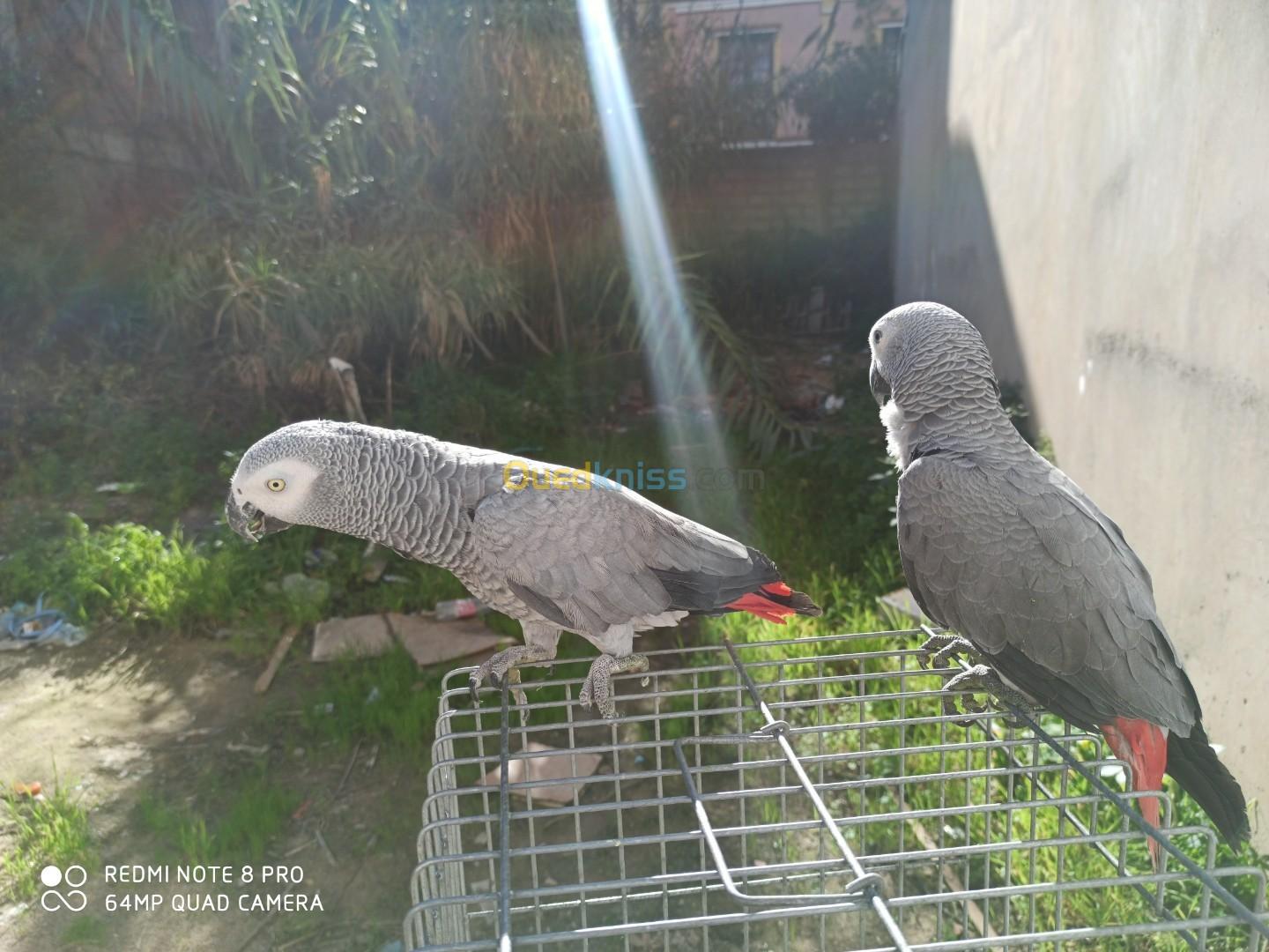 Gabonais couple