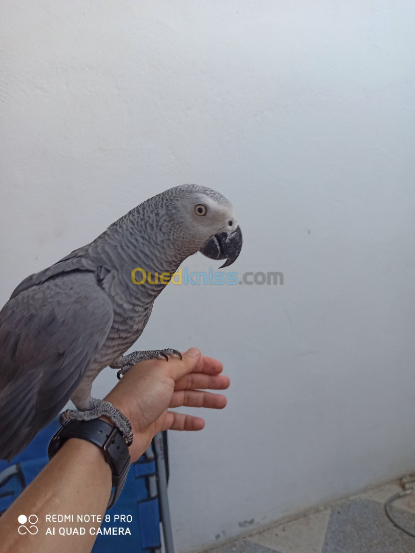 Dressage et gérrir de gris du gabon