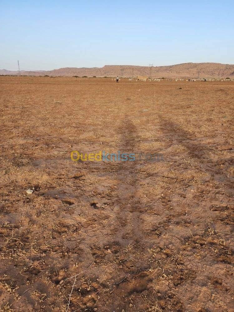 Vente Terrain Agricole Djelfa Bouira lahdab