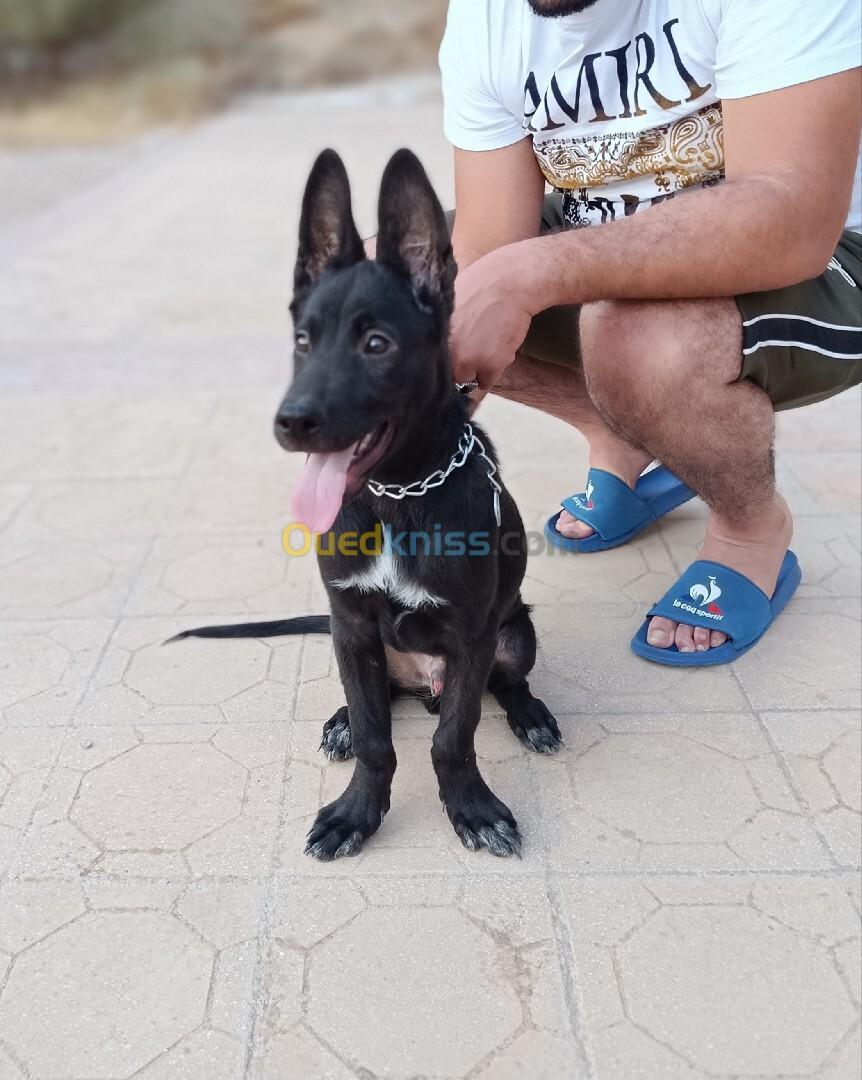 Chien malinois noire