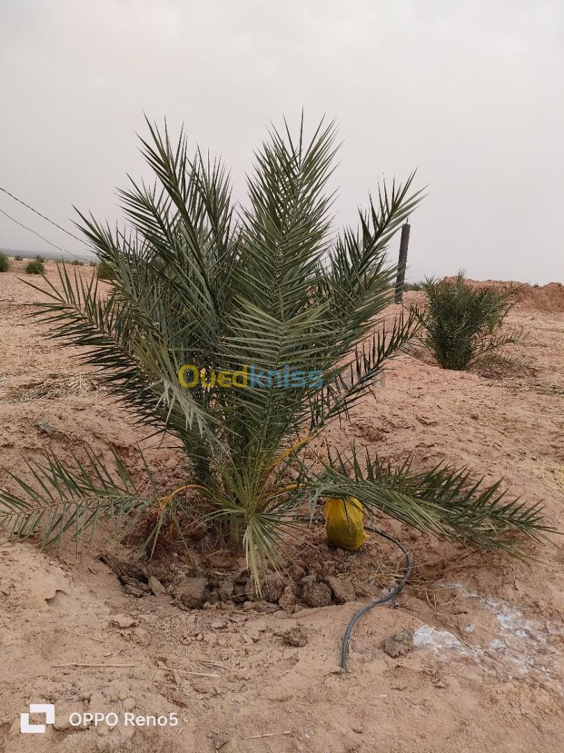 Vente Terrain Agricole Biskra Ourlala