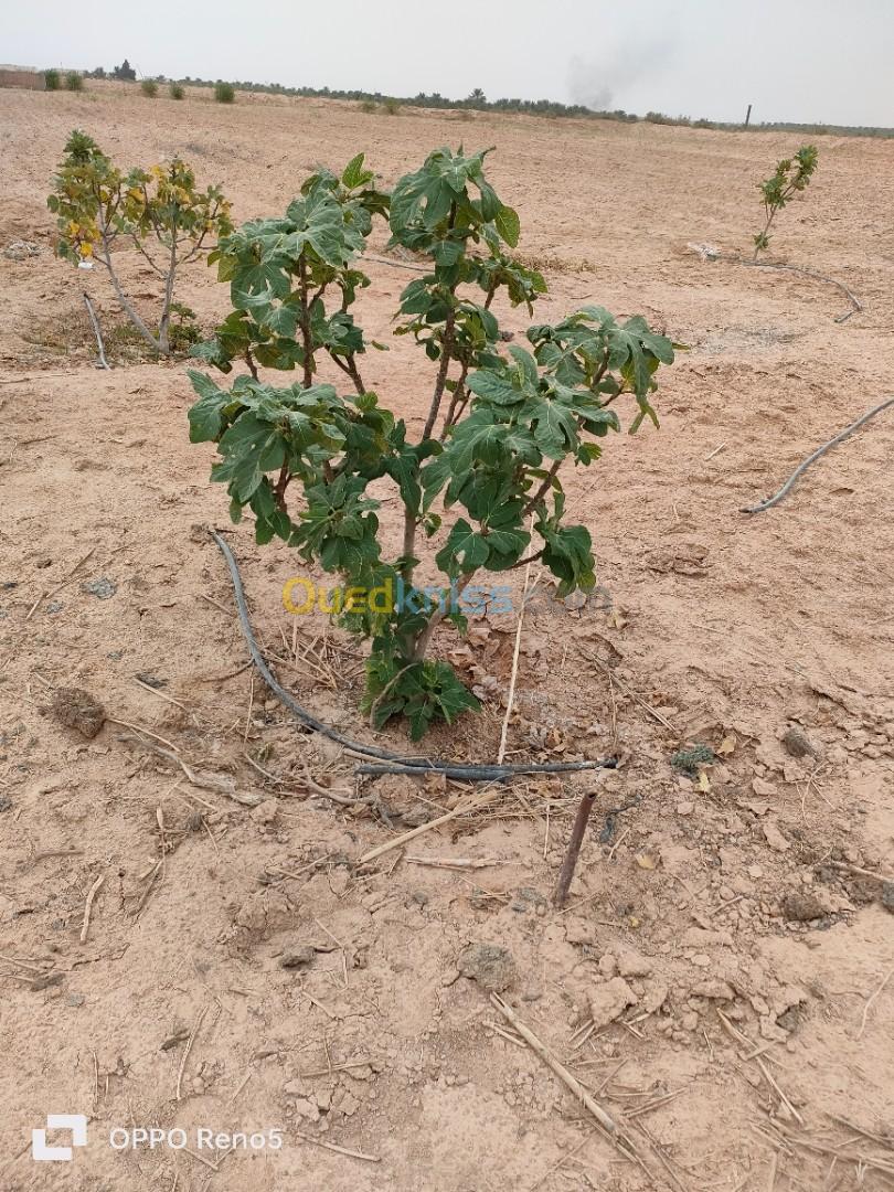 Vente Terrain Agricole Biskra Ourlala