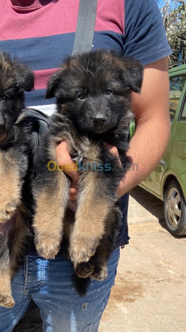 Top chiot Berger Allemand