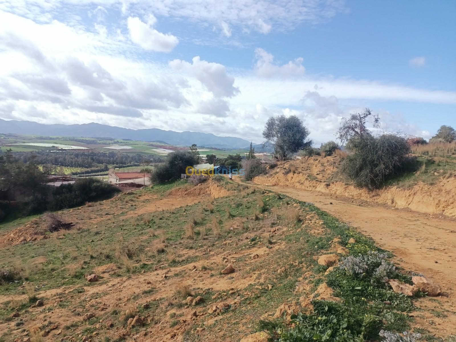 Vente Terrain Agricole Tipaza Nador