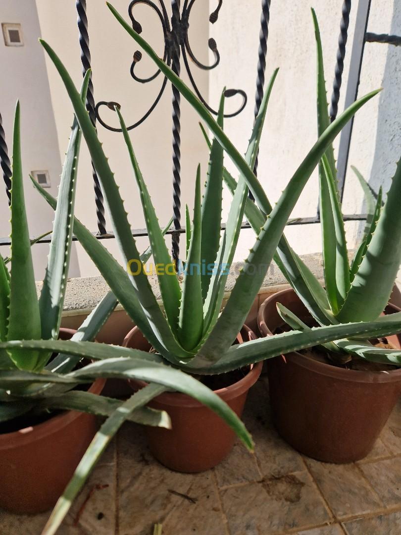 Plants Aloe Vera Barbadensis 