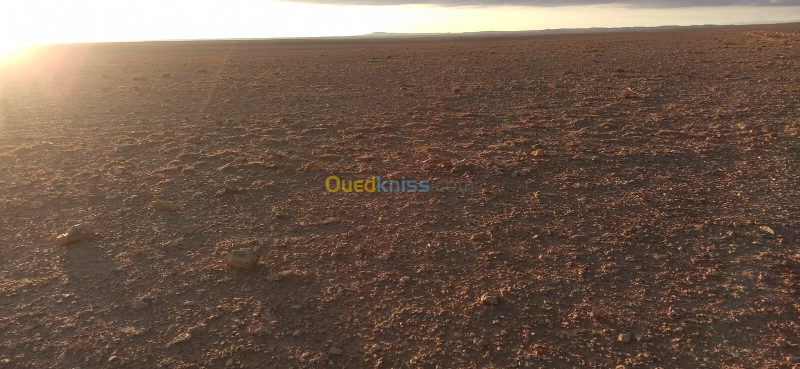 Vente Terrain Agricole Djelfa Ain oussara