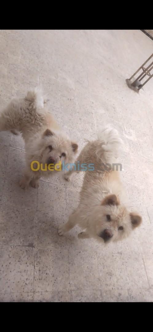 Chow chow male et femelle 