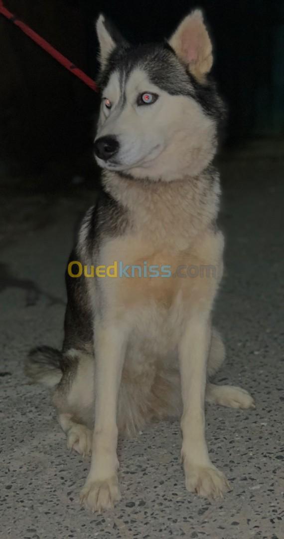 husky 5 mois