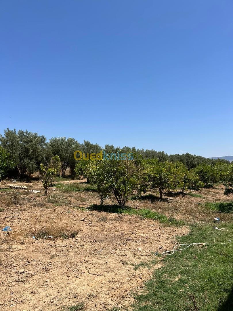 Vente Terrain Agricole Tlemcen Hennaya