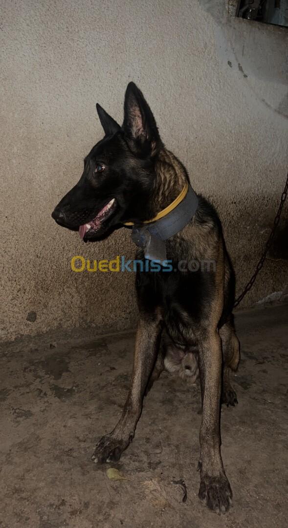 Malinois charbonne