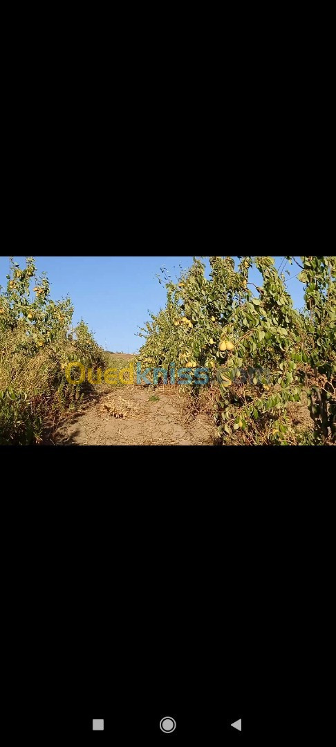 Vente Terrain Agricole Tizi ouzou Ait yahia